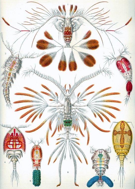 Color plate showing copepods, from https://en.wikipedia.org/wiki/File:Haeckel_Copepoda.jpg