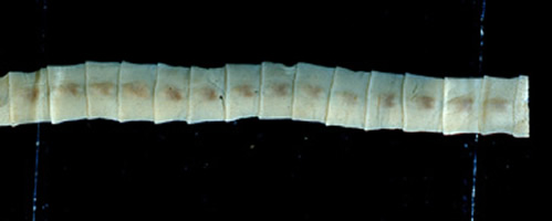 Diphyllobothrium is a genus of tapeworms which use fish as their intermediate hosts. From https://en.wikipedia.org/wiki/File:Diphyl_proglottidE.JPG which comes from the Centers for Disease Control and Prevention, http://www.dpd.cdc.gov/dpdx/HTML/ImageLibrary/Diphyllobothriasis_il.asp?body=A-F/Diphyllobothriasis/body_Diphyllobothriasis_il2.htm