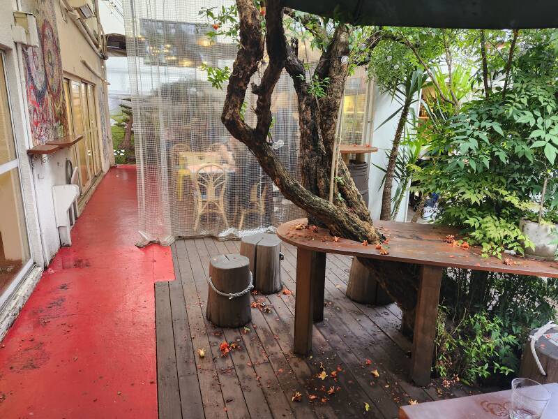 Tree growing through a table in the cafe inside Design Festa Gallery