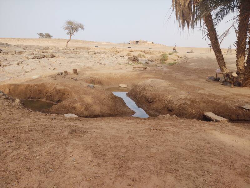 Open spring at an oasis in the Sahara desert.
