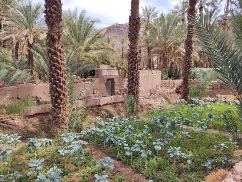 Irrigation channels in the date palm oasis at Zagora.