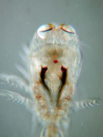 Two-eyed copepod, from https://en.wikipedia.org/wiki/File:Corycaeus_sp..png