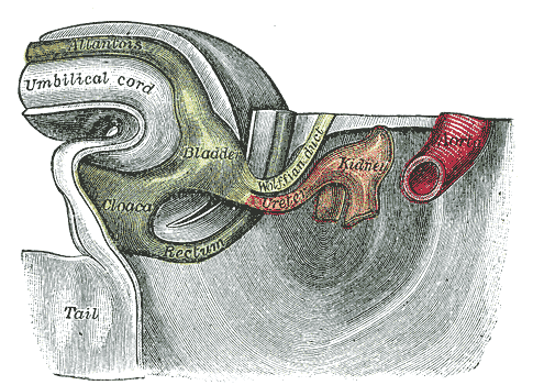 Human cloaca at 32 to 33 days of development, from Gray's Anatomy