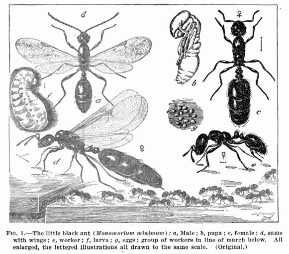 The little black ant from U.S. Department of Agriculture Farmers' Bulletin, July 8, 1916, from https://books.google.com/books?id=503810qBjvQC&printsec=frontcover