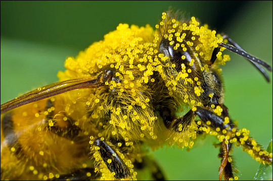 A honeybee coated with pumpkin pollen, from USDA.gov web site