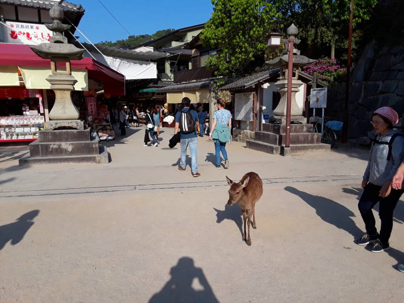 Tame deer at Itsukushima Shrine at Hiroshima.