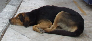 Sleeping stray dog.