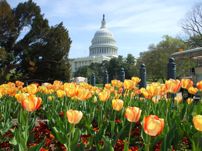 U.S. Capitol, flowers